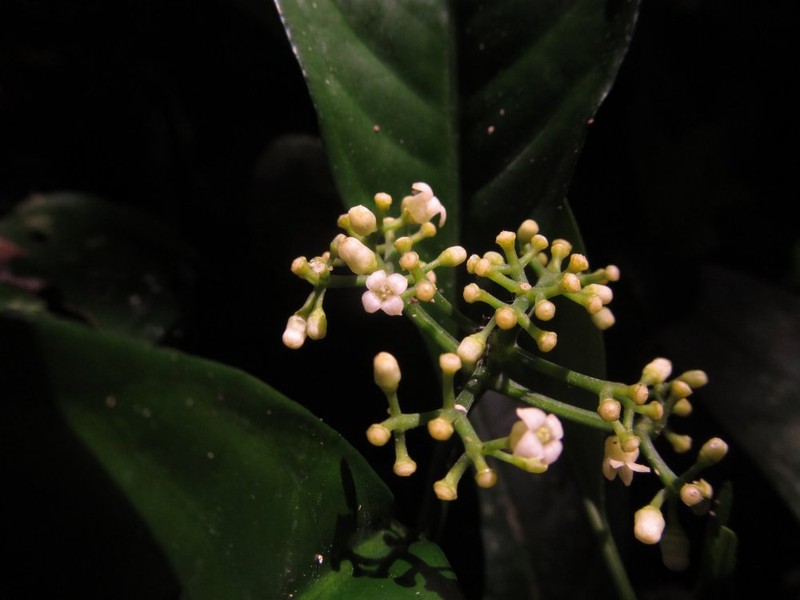 Psychotria onanae photo 2