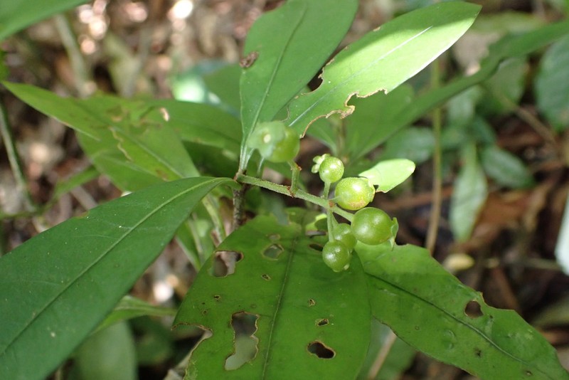 Psychotria orbicalyx