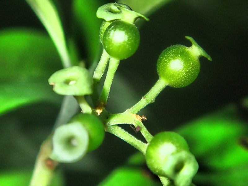 Psychotria orbicalyx photo 2