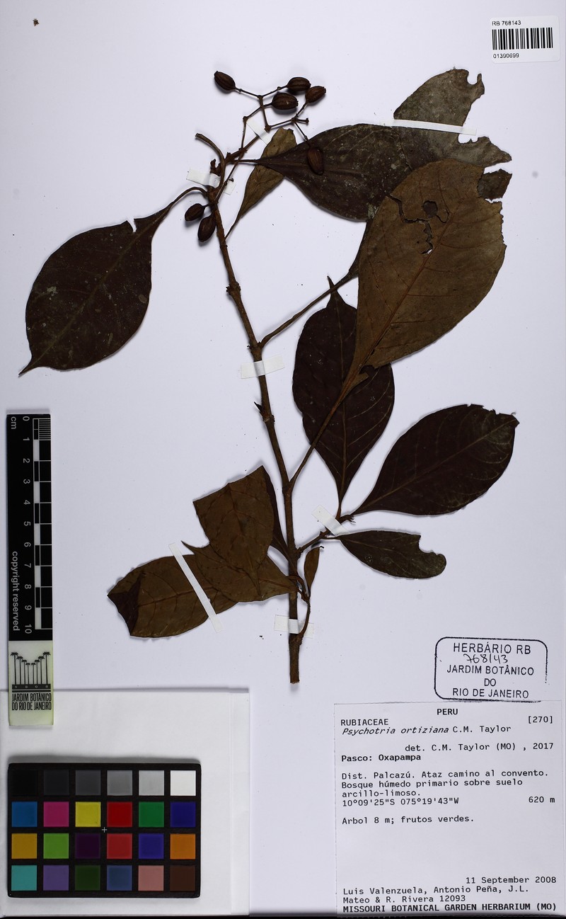 Psychotria ortiziana