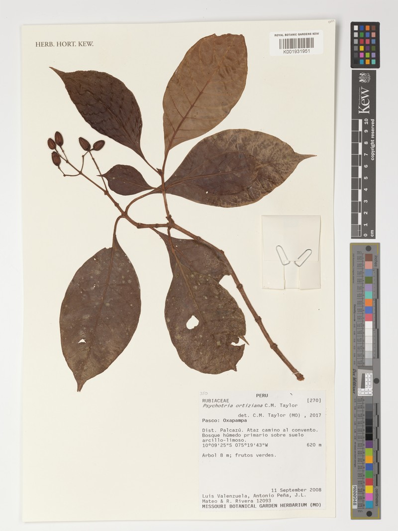 Psychotria ortiziana photo 2