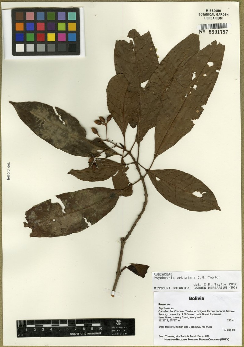 Psychotria ortiziana photo 3