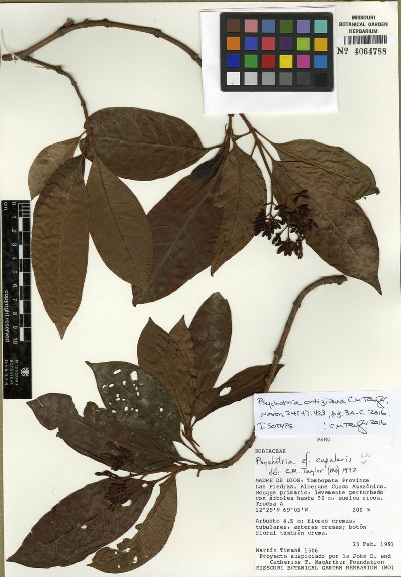 Psychotria ortiziana photo 4