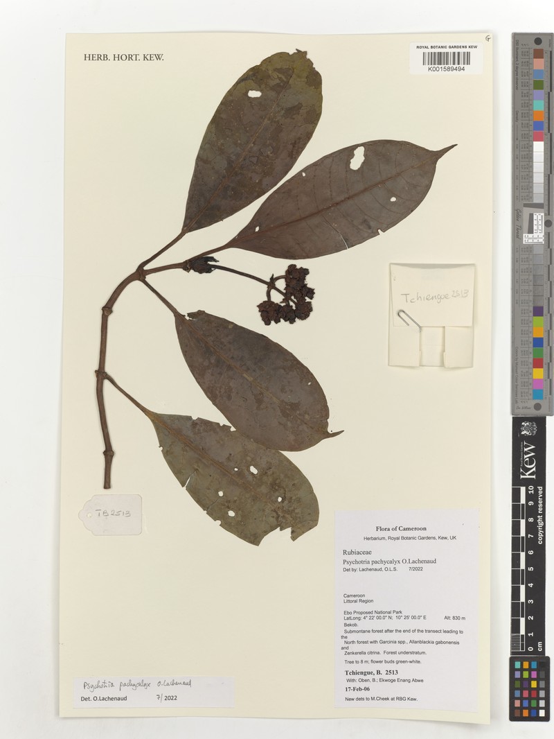 Psychotria pachycalyx