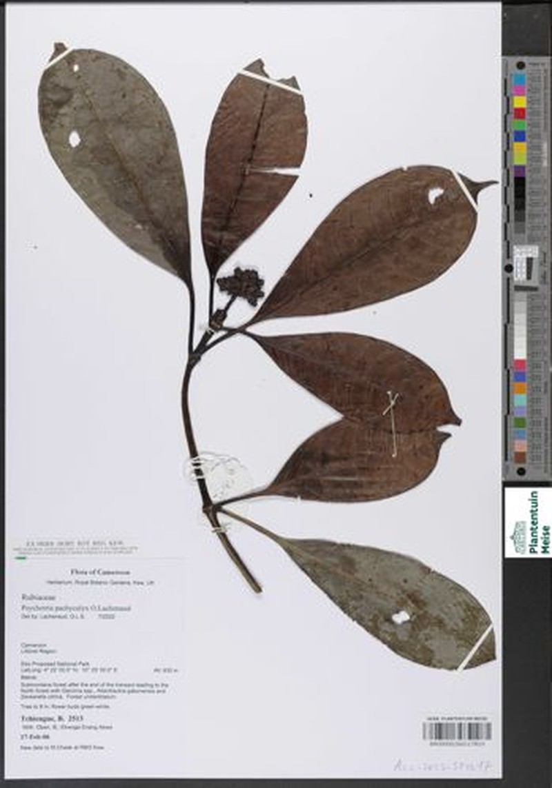 Psychotria pachycalyx photo 2