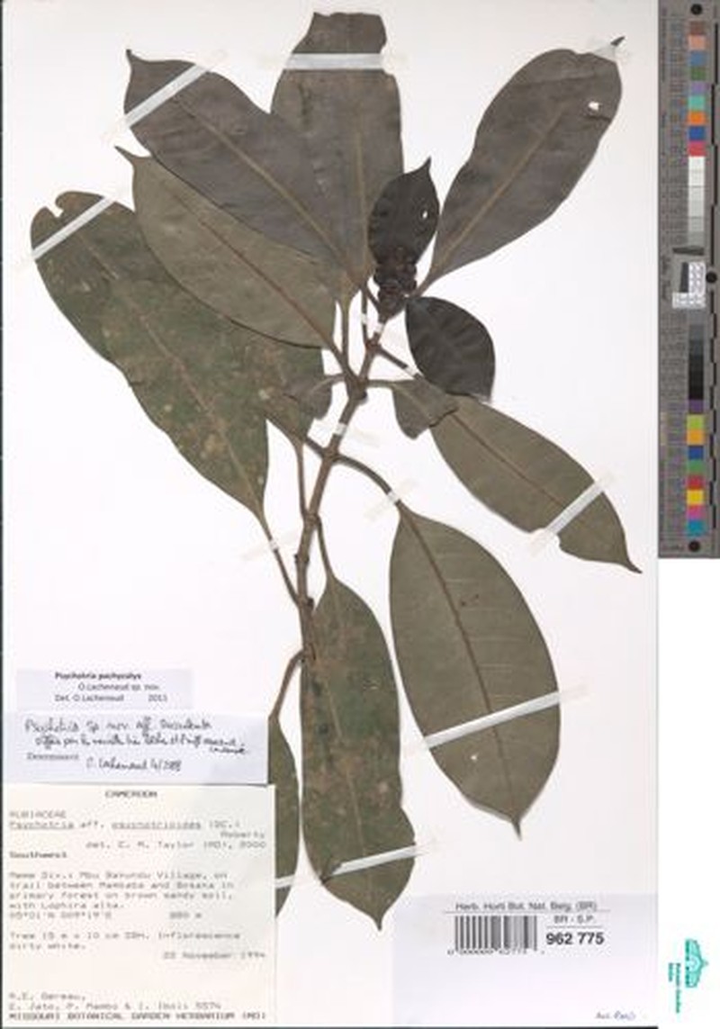 Psychotria pachycalyx photo 3