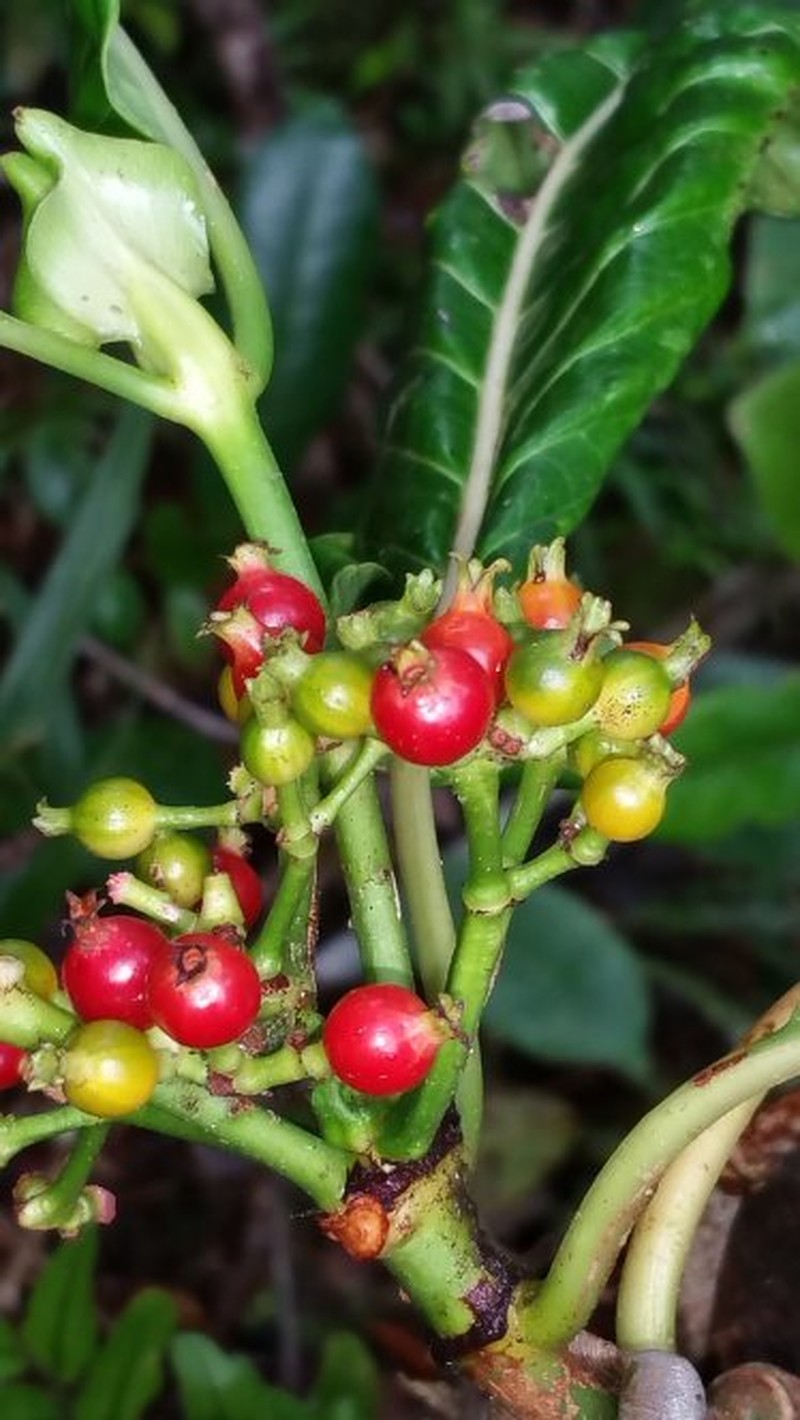 Psychotria palifera