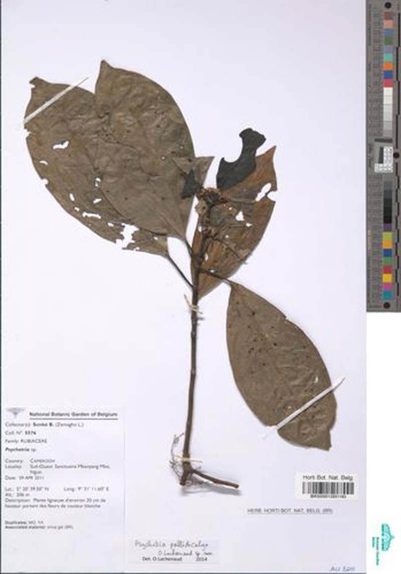 Psychotria pallidicalyx