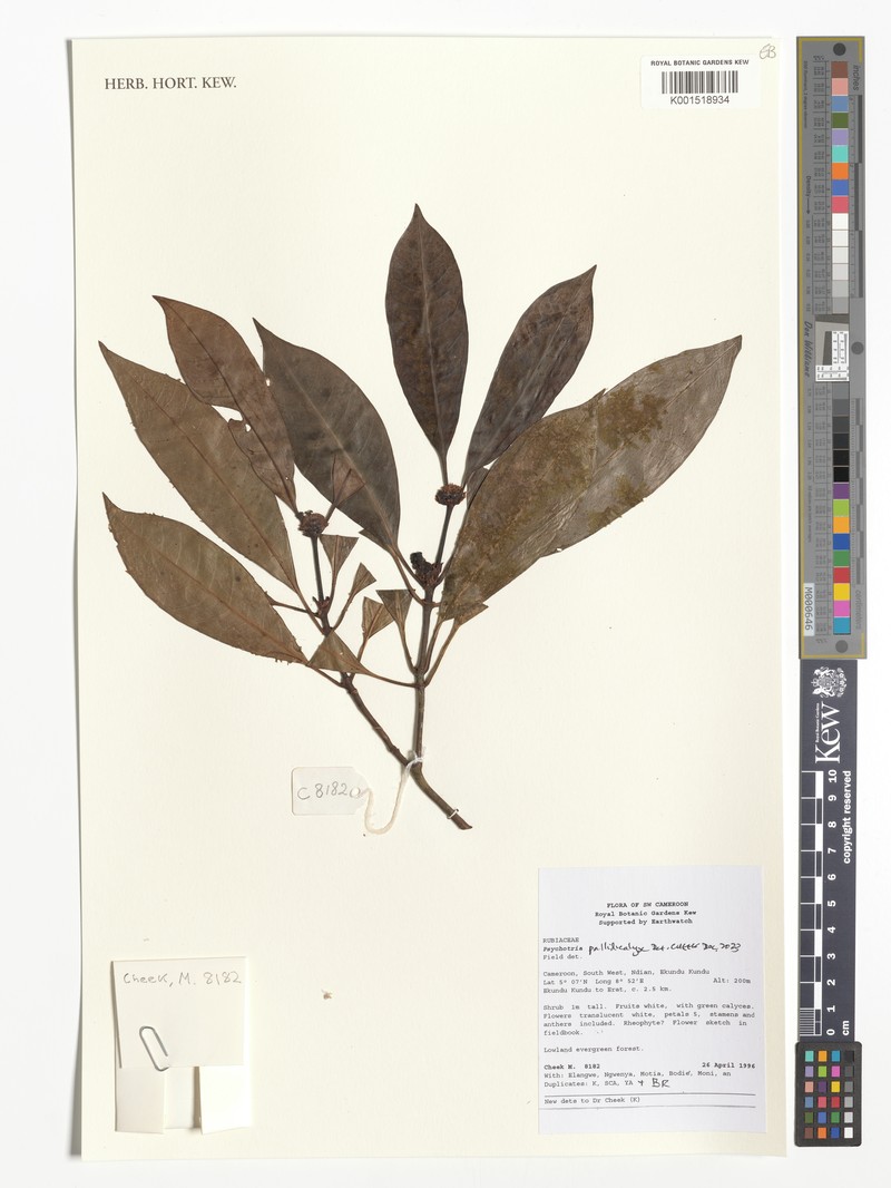 Psychotria pallidicalyx photo 2