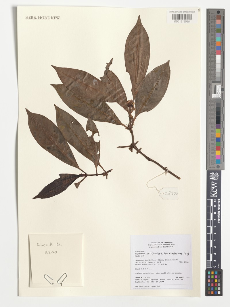 Psychotria pallidicalyx photo 3