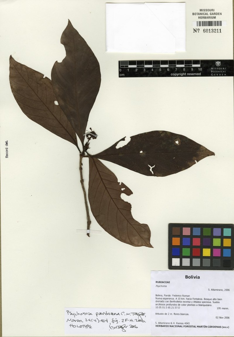 Psychotria pandoana