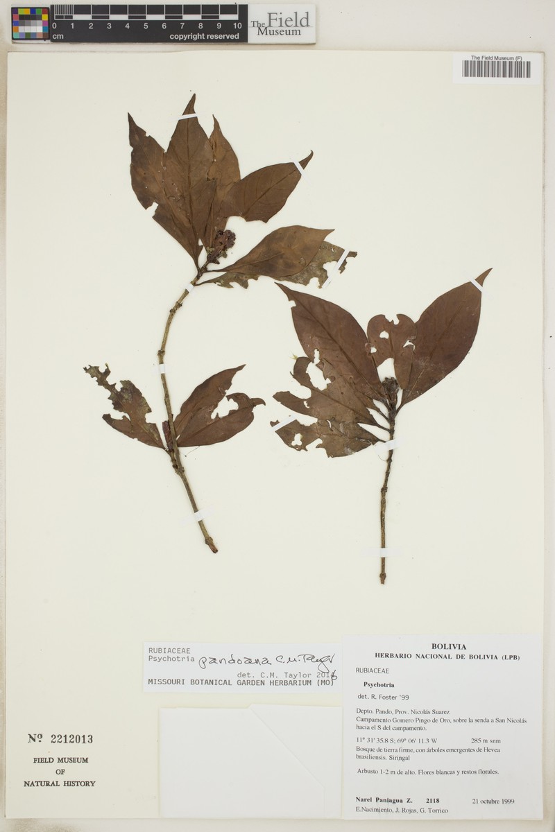 Psychotria pandoana photo 2