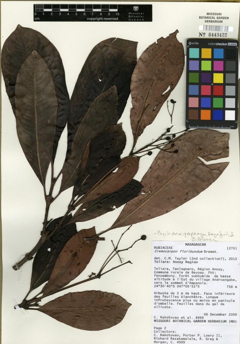 Psychotria papanga