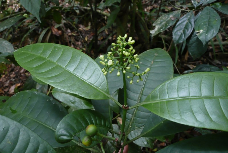 Psychotria patuloneura