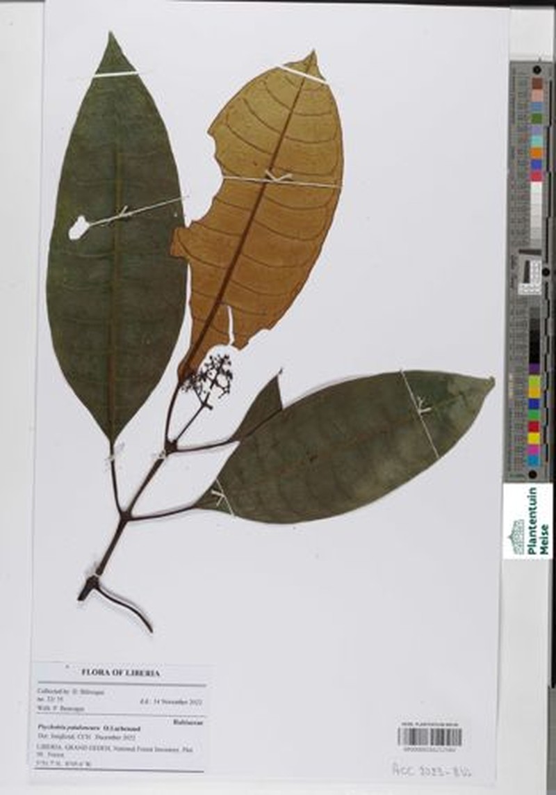 Psychotria patuloneura photo 2