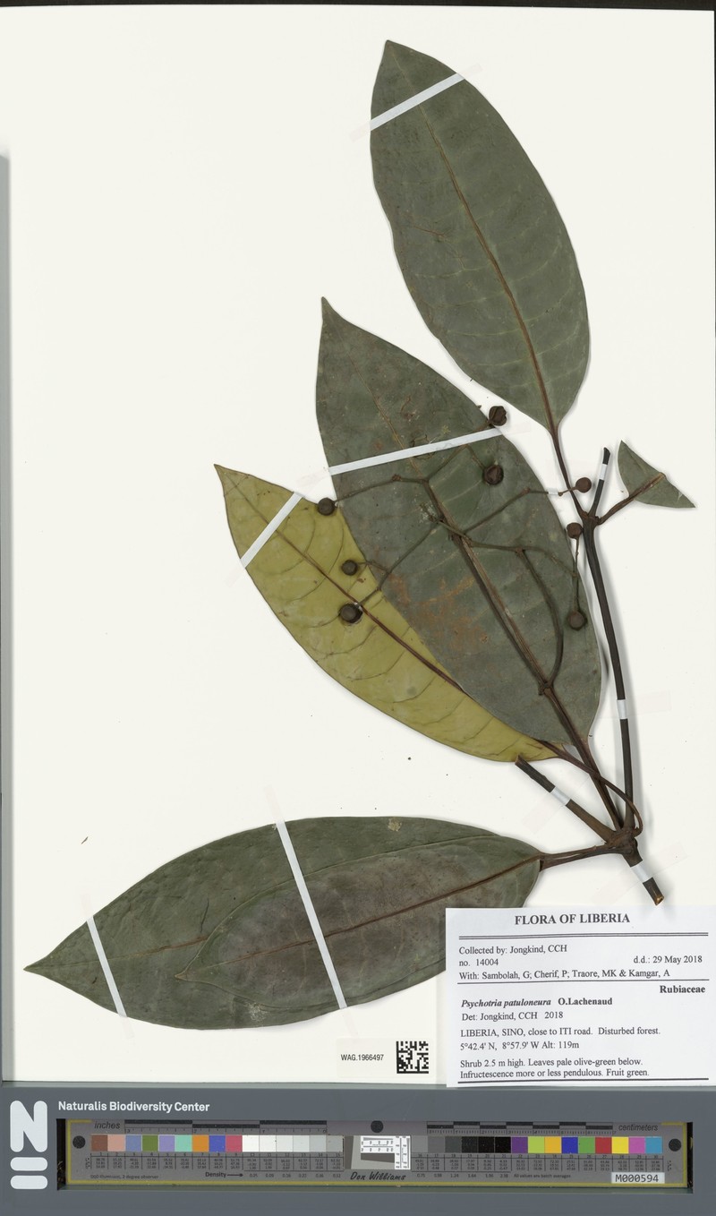 Psychotria patuloneura photo 3