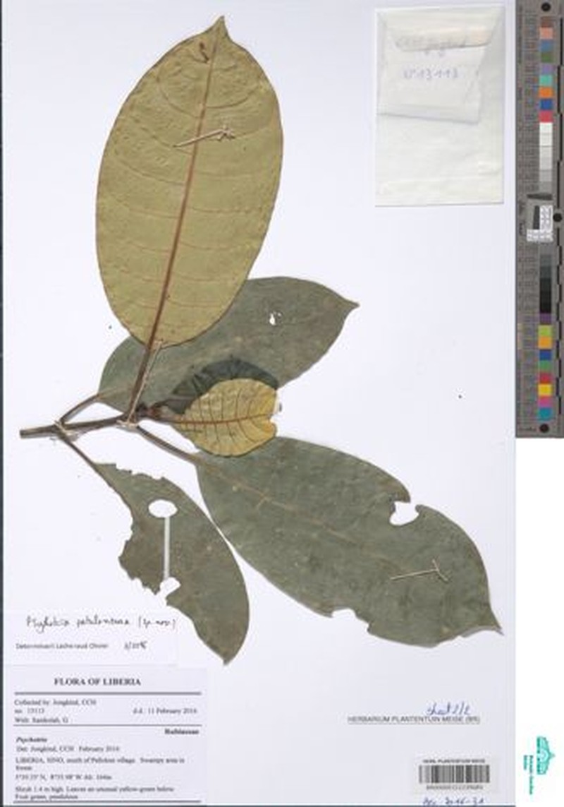 Psychotria patuloneura photo 4