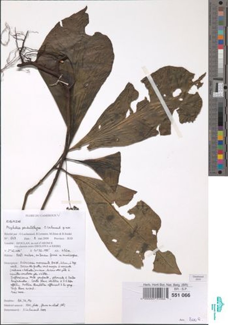 Psychotria pendulothyrsa