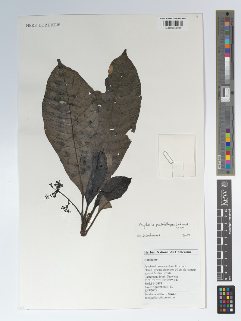Psychotria pendulothyrsa photo 2