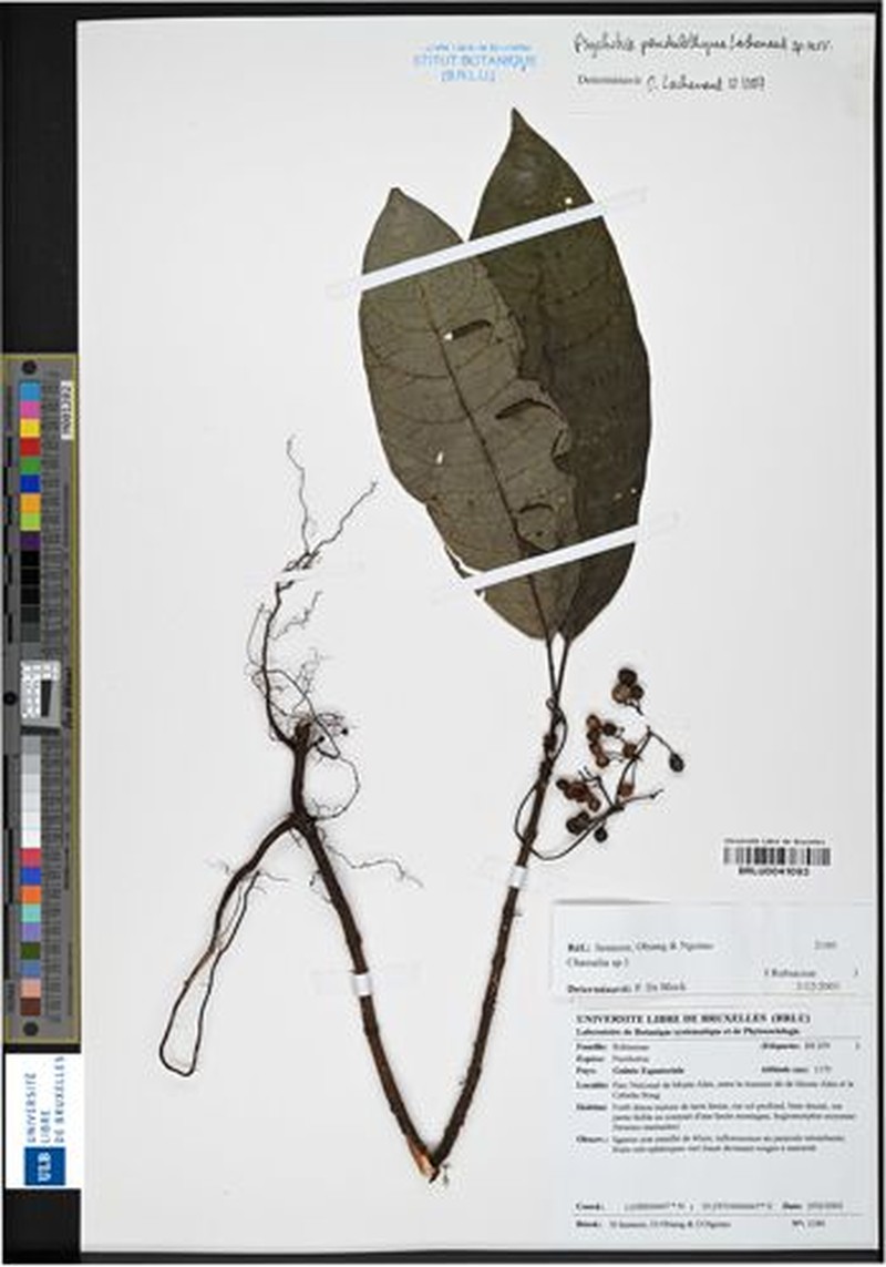 Psychotria pendulothyrsa photo 3