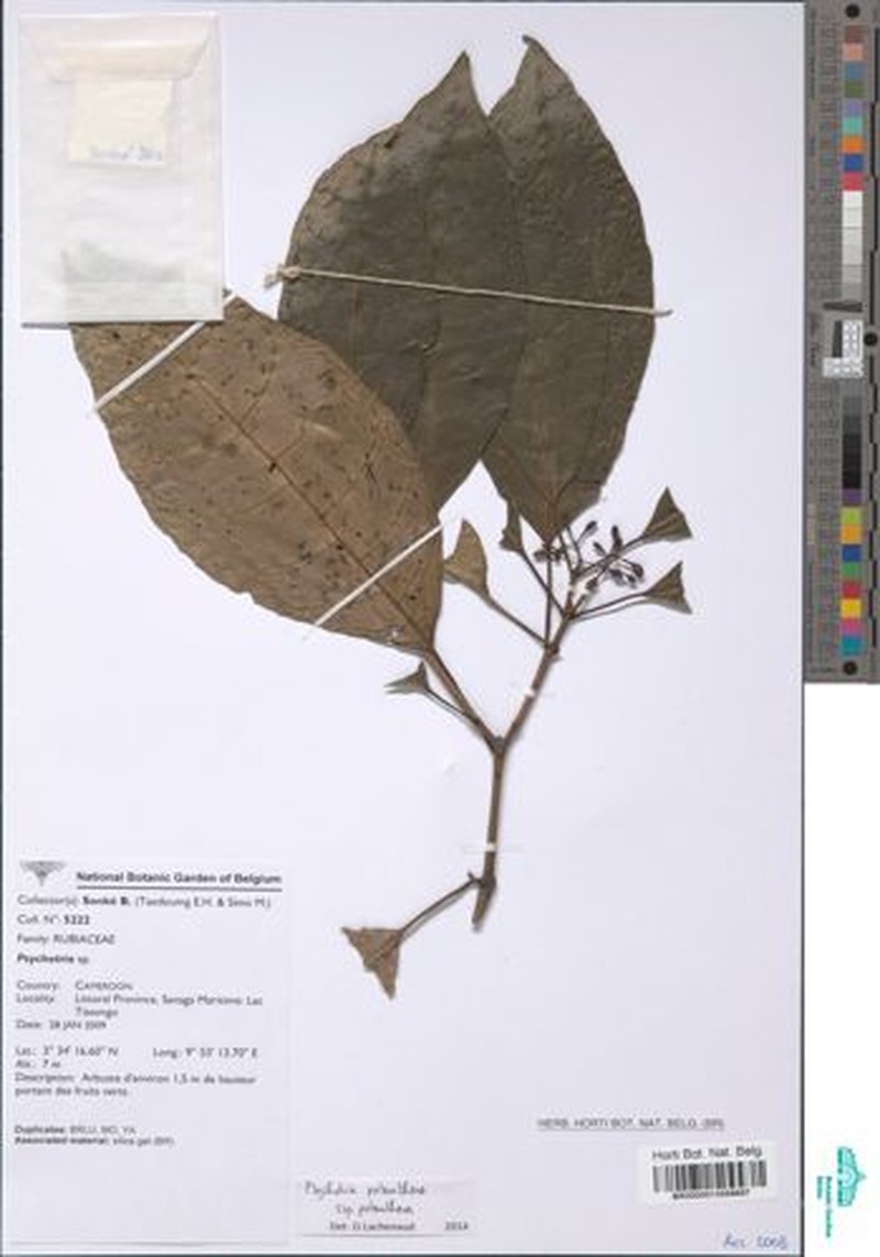 Psychotria potanthera subsp. potanthera