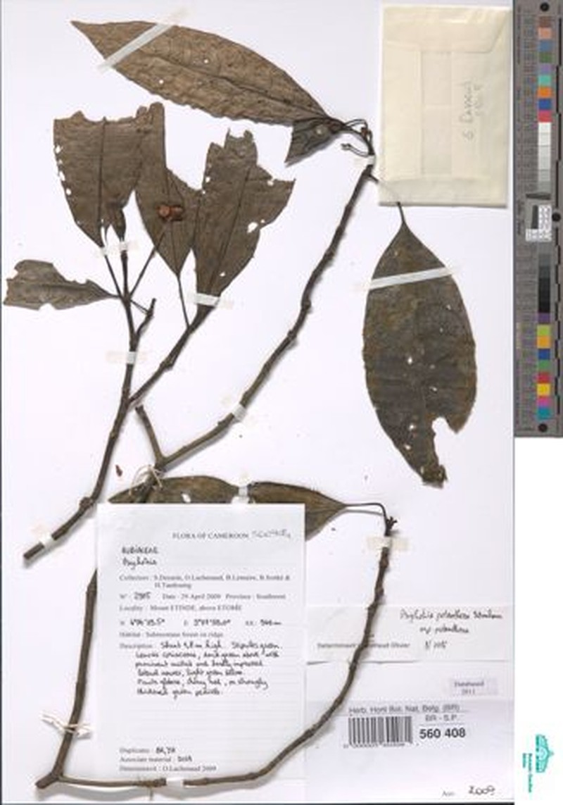 Psychotria potanthera subsp. potanthera photo 2