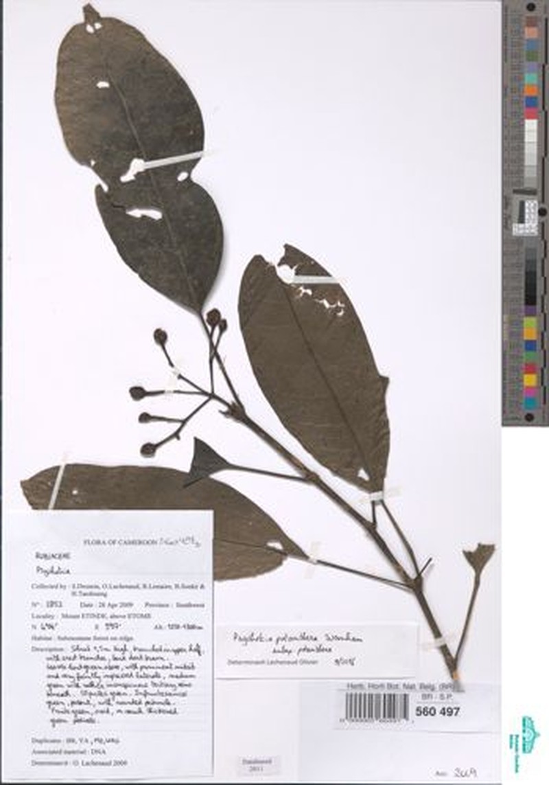 Psychotria potanthera subsp. potanthera photo 3
