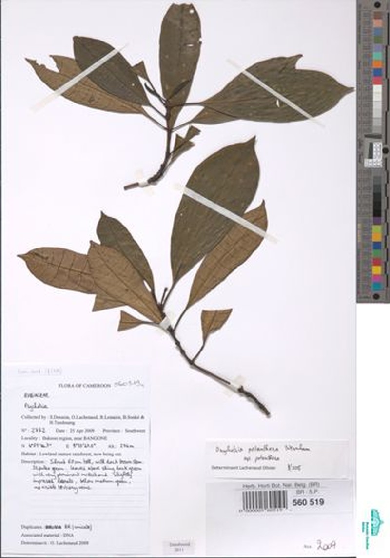 Psychotria potanthera subsp. potanthera photo 4