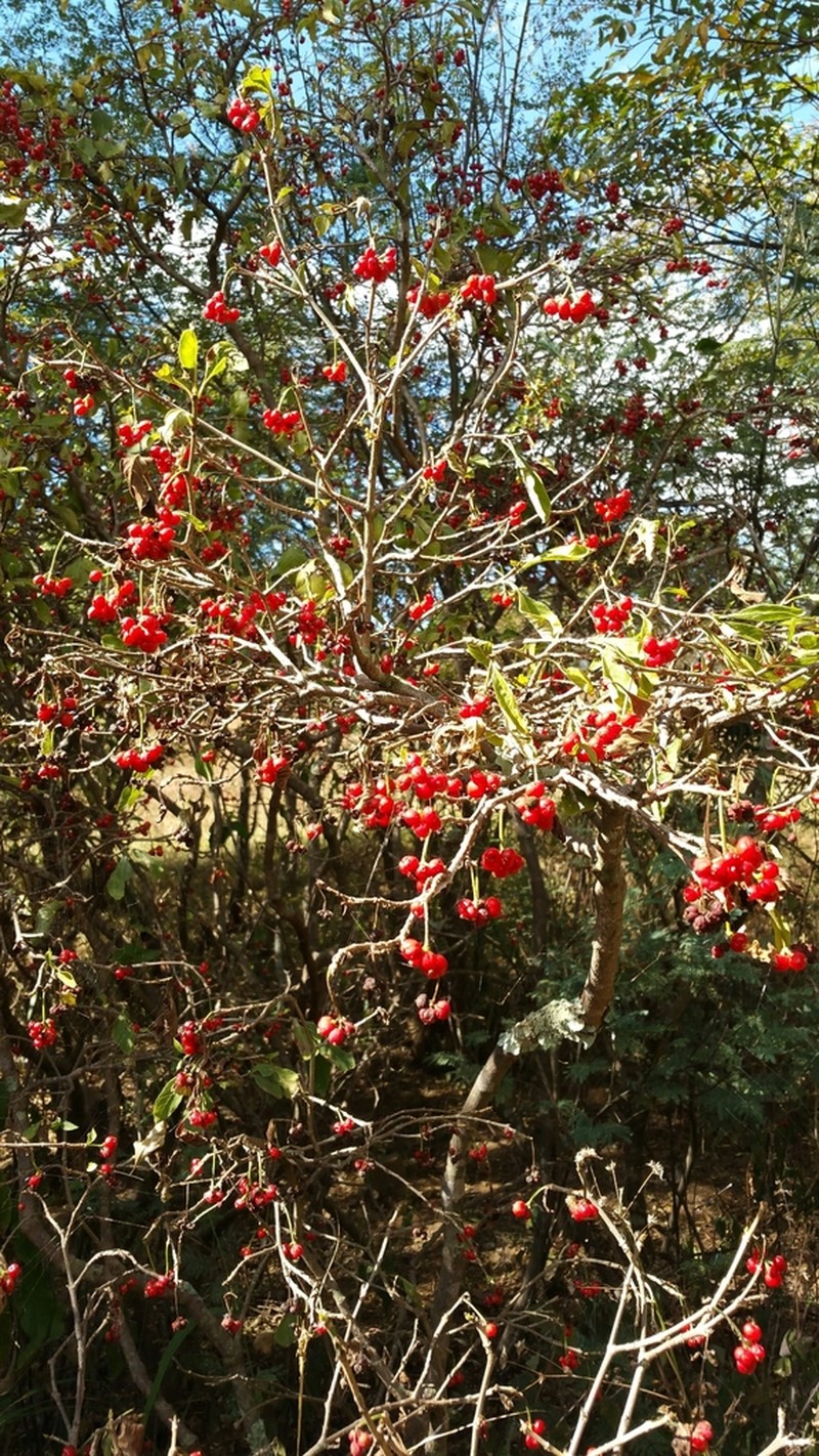 Psychotria puffii