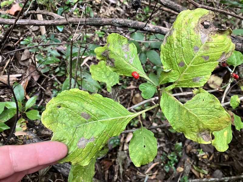Psychotria puffii photo 2