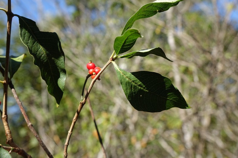 Psychotria puffii photo 3