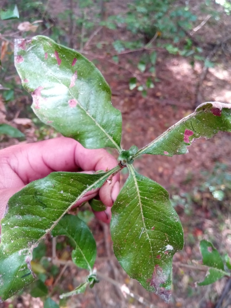 Psychotria puffii photo 4