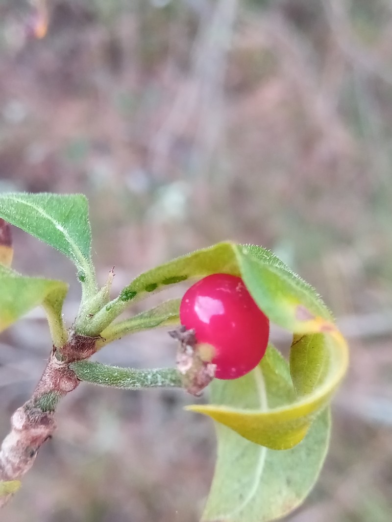 Psychotria puffii photo 5
