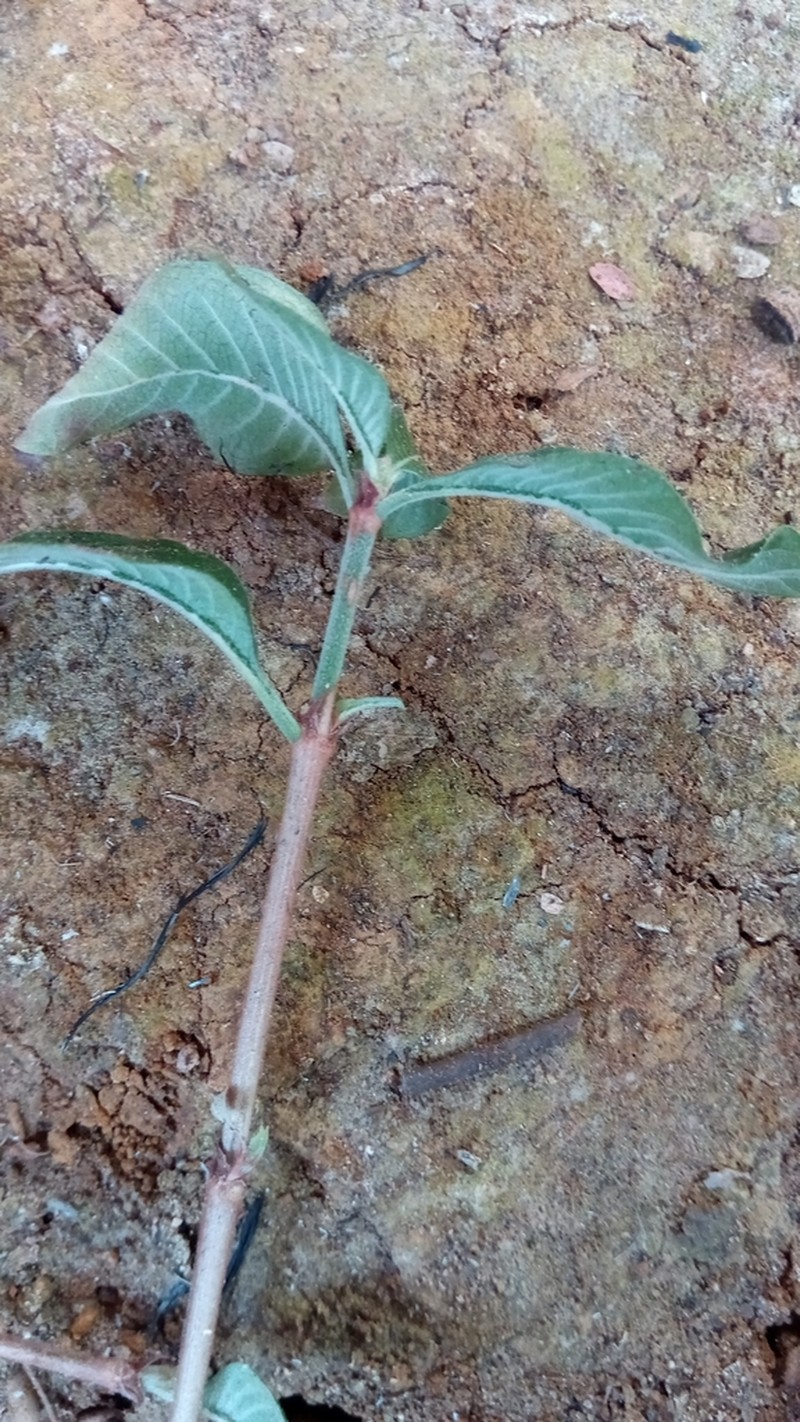 Psychotria puffii photo 6