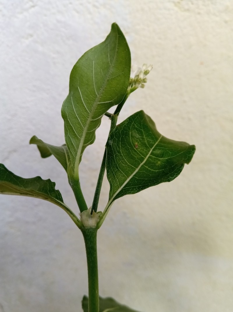Psychotria puffii photo 7