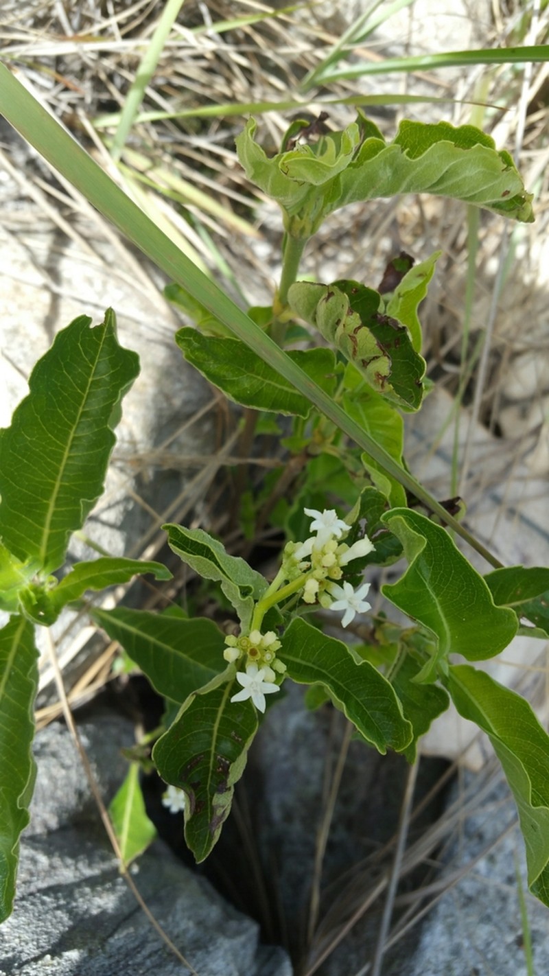 Psychotria puffii photo 8