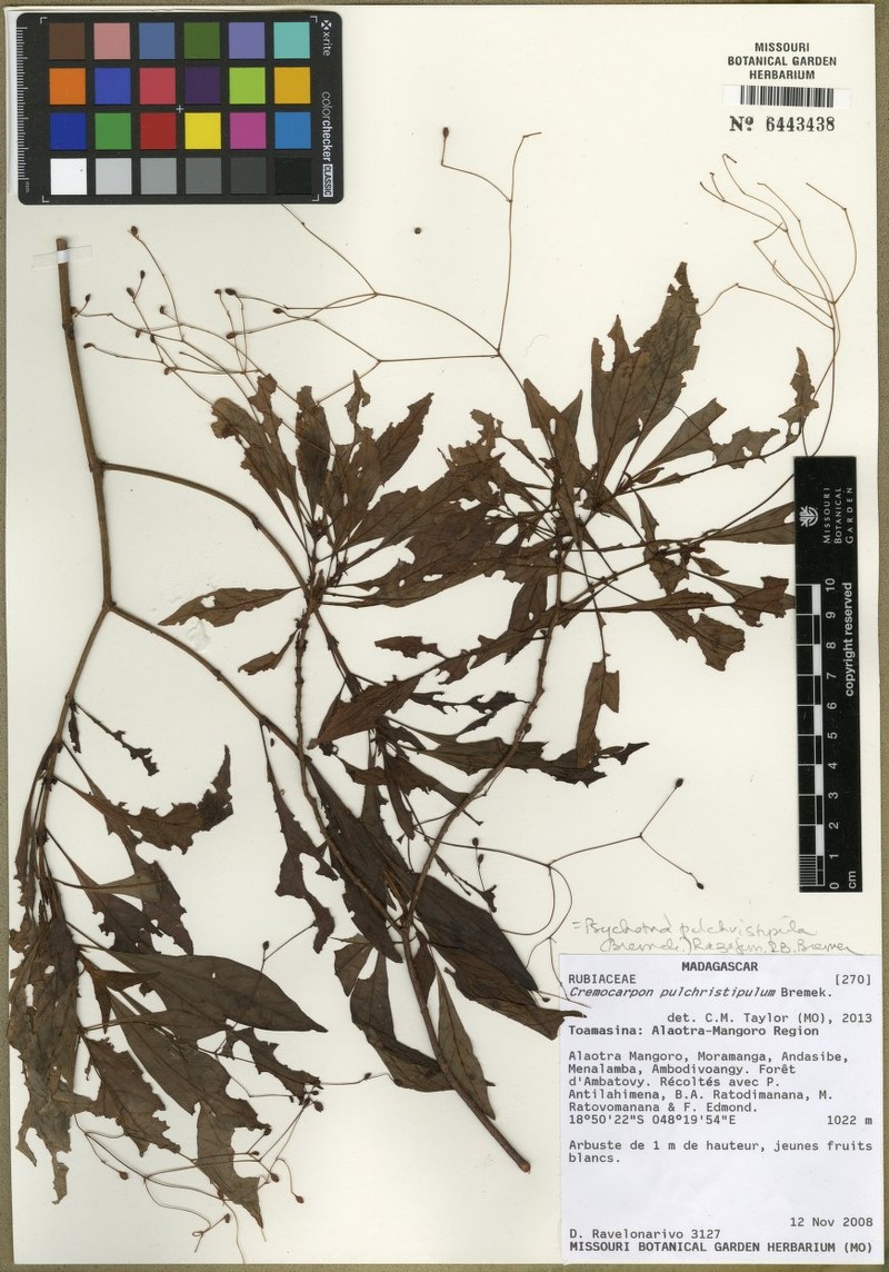 Psychotria pulchristipula