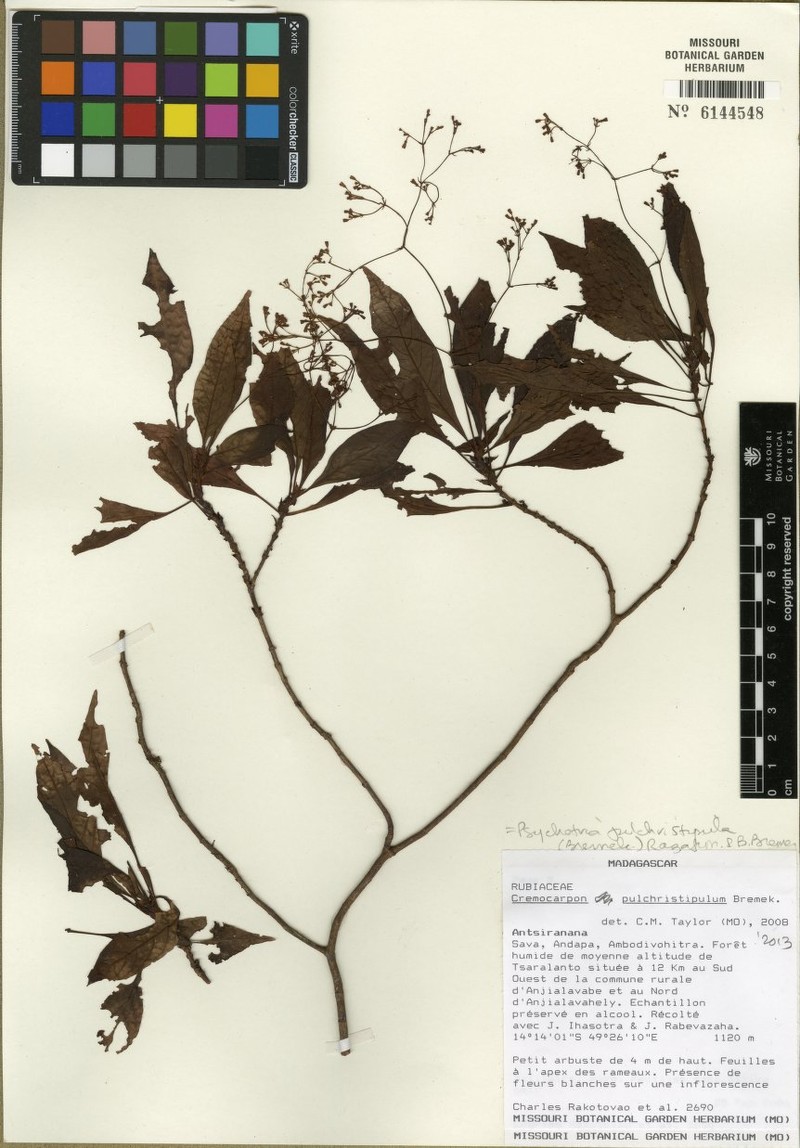 Psychotria pulchristipula photo 2