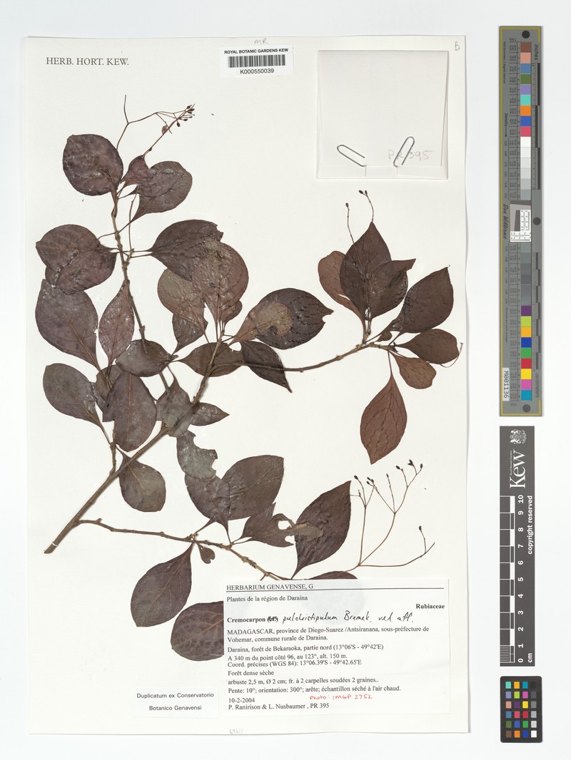 Psychotria pulchristipula photo 3