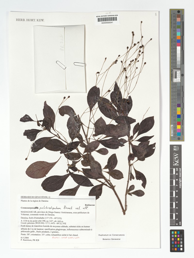 Psychotria pulchristipula photo 4