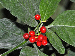 Dotted Wild Coffee