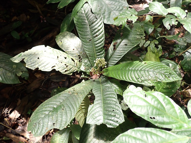 Psychotria radicifera