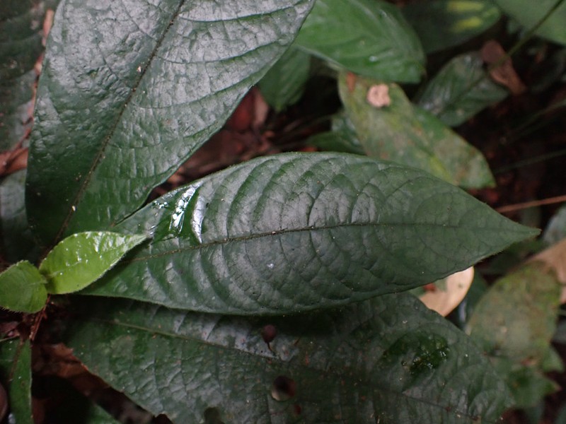 Psychotria radicifera photo 2