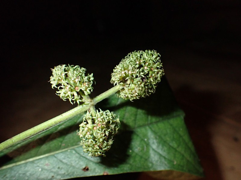 Psychotria radicifera photo 3