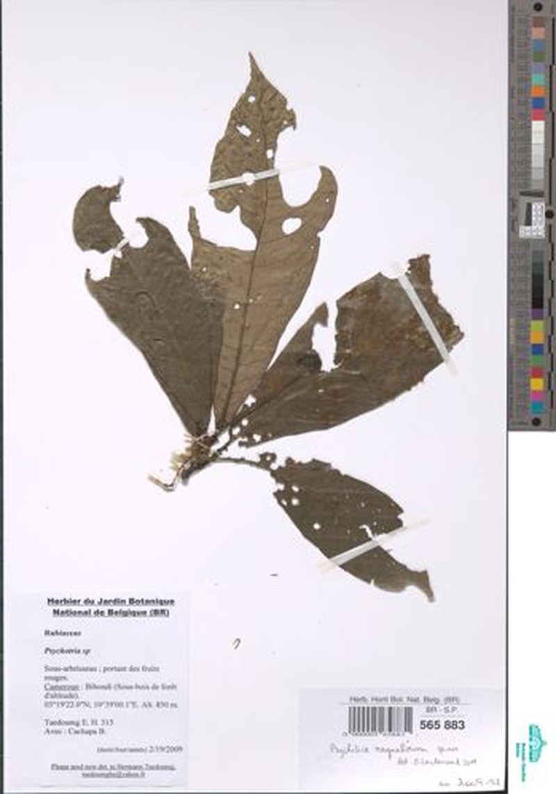 Psychotria raynaliorum
