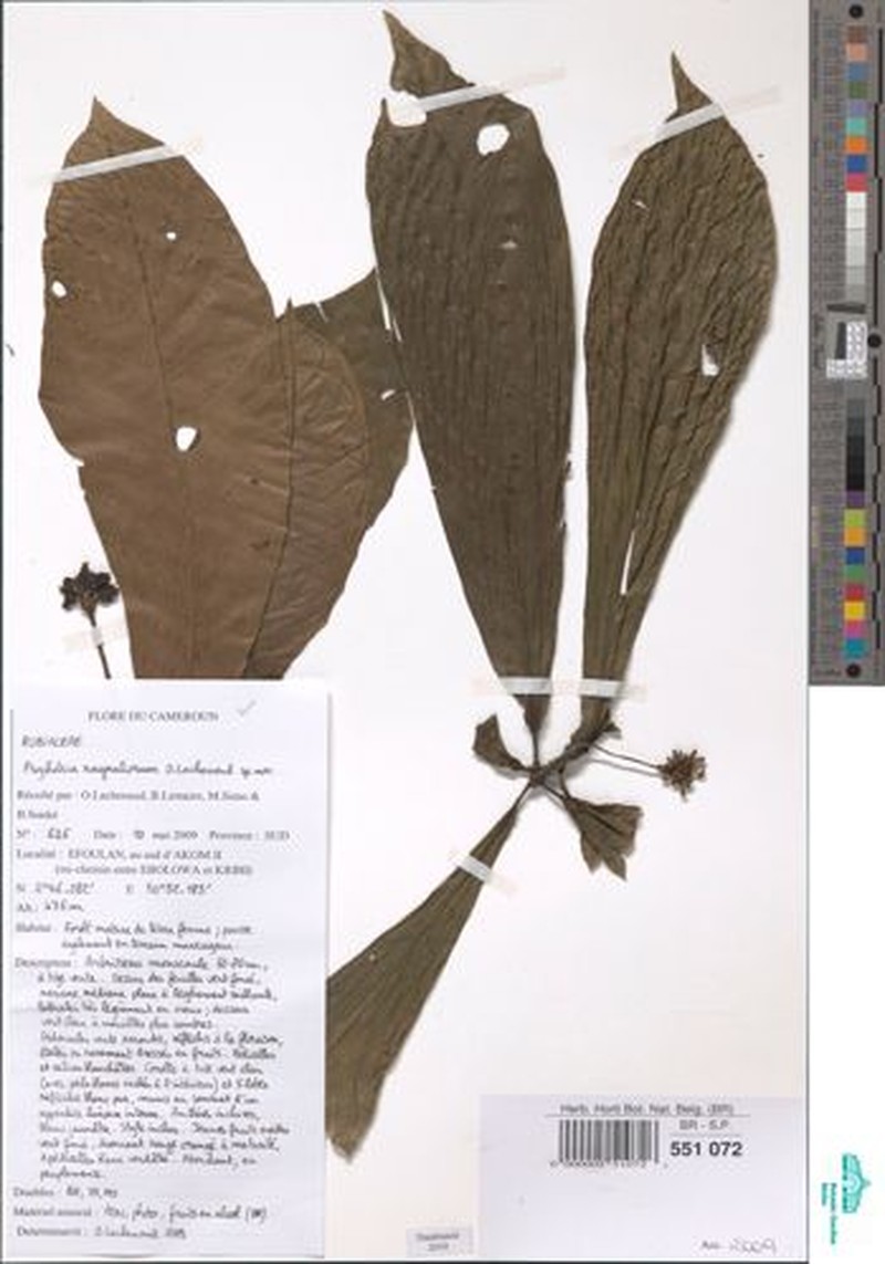 Psychotria raynaliorum photo 2