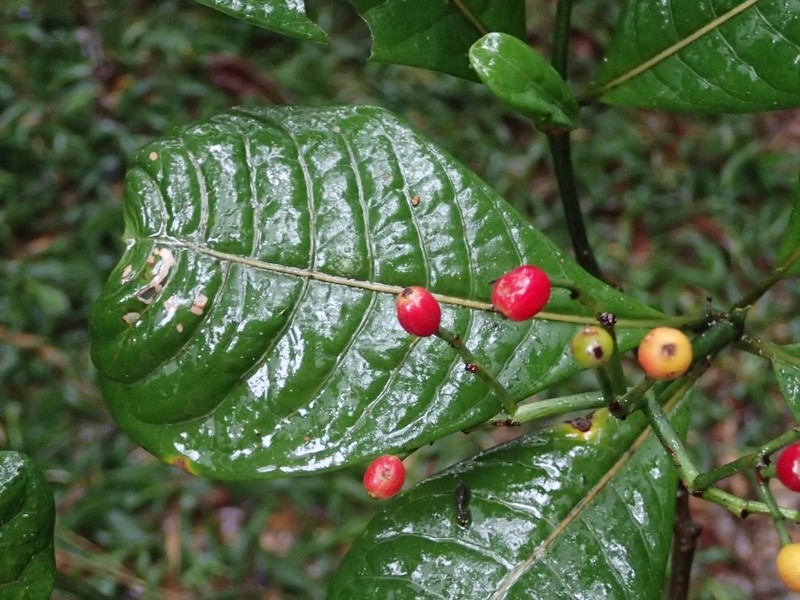 Psychotria razafimandimbisonii