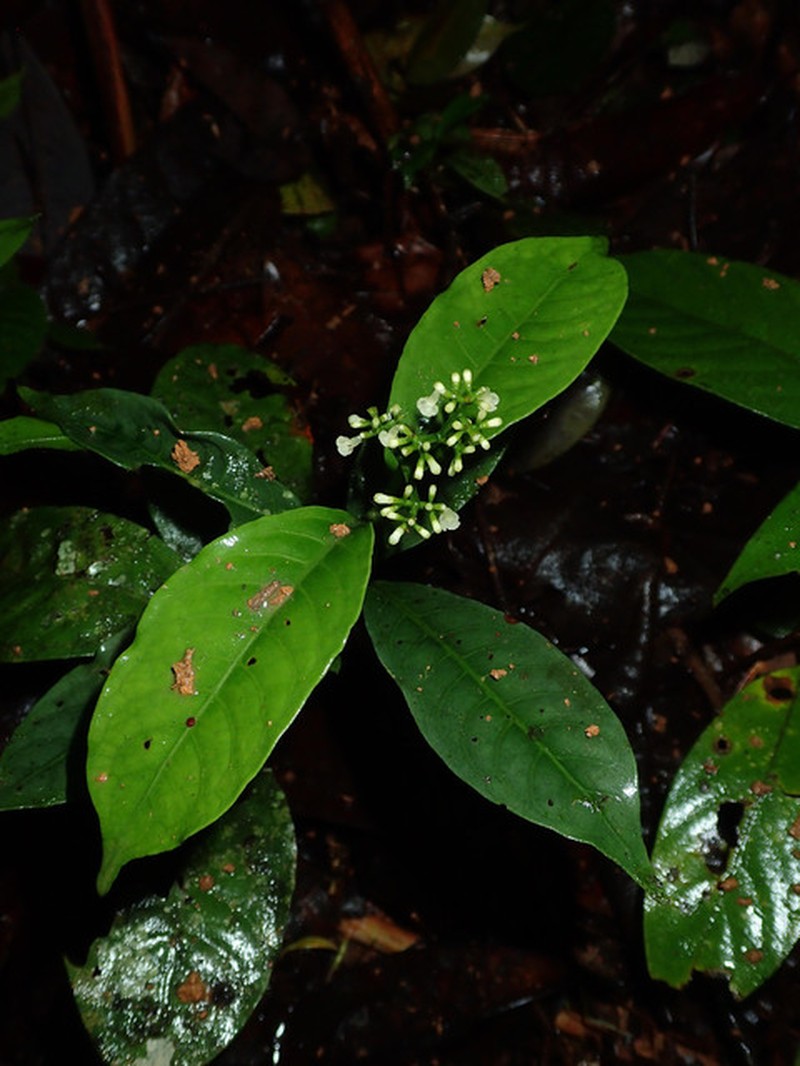 Psychotria reitsmarum