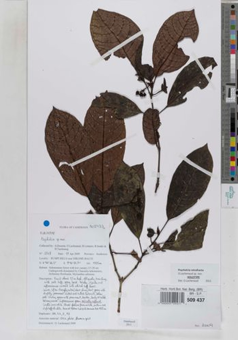 Psychotria retrofracta