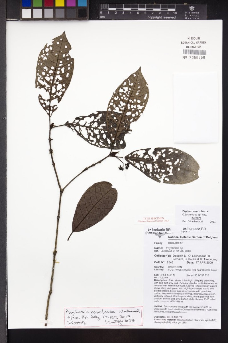 Psychotria retrofracta photo 2
